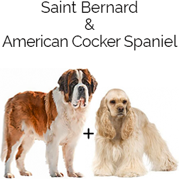 Miniature Saint Bernard Dog